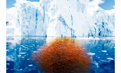 Kwasy omega-3 ? ich wartości i znaczenie dla zdrowia