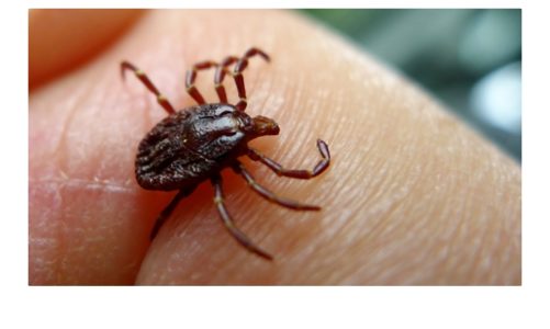 Borelioza czyli choroba z Lyme, co robić gdy człowiek zostaje zakażony przez kleszcza krętkiem?