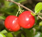 acerola.jpg