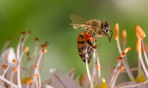 Użądlenie przez owady może prowadzić do anafilaksji