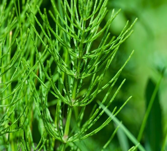 Dla włosów ekstrakt ze skrzypu i innych roślin