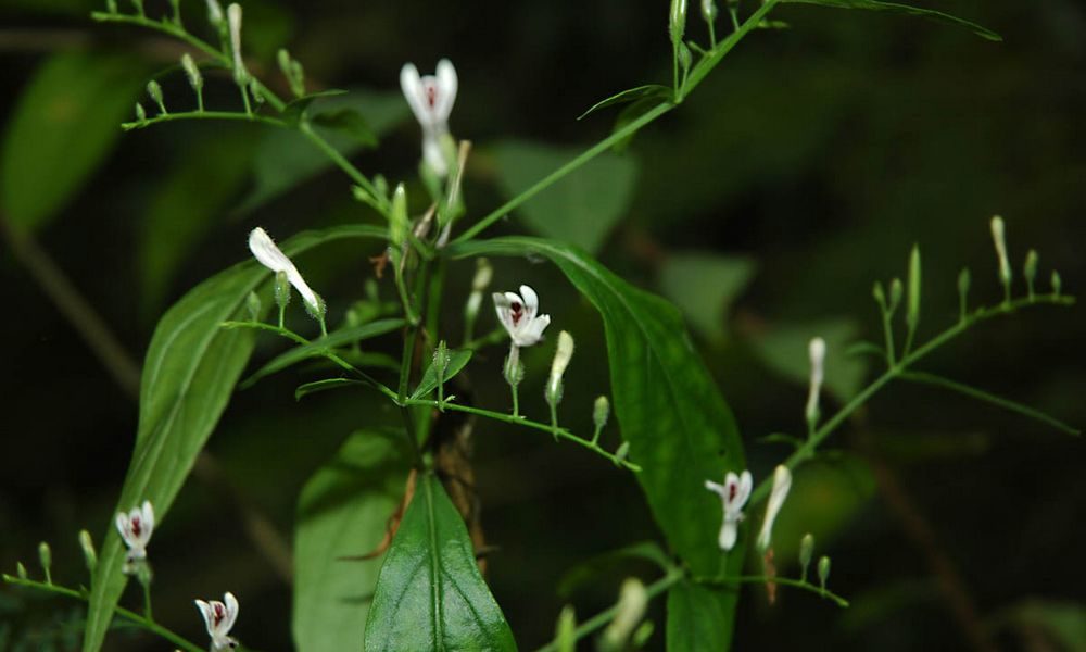 Andrographis, ajurwedyjska roślina na przeziębienie