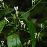 Andrographis, ajurwedyjska roślina na przeziębienie