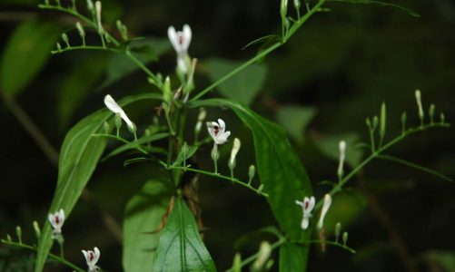Andrographis, ajurwedyjska roślina na przeziębienie