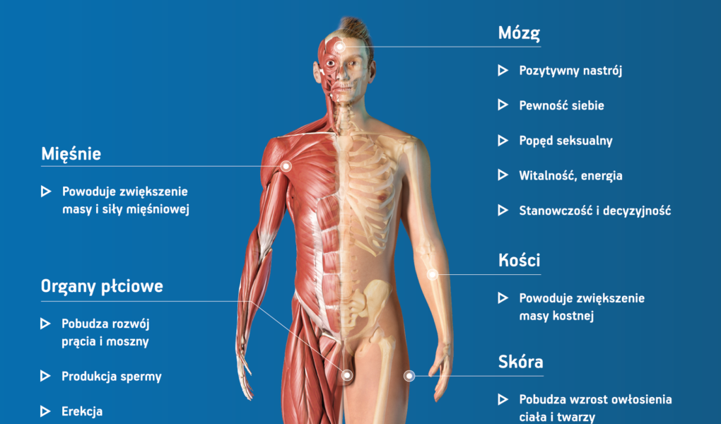 Ponad ¼ Polaków nie wie, jakie funkcje pełni testosteron