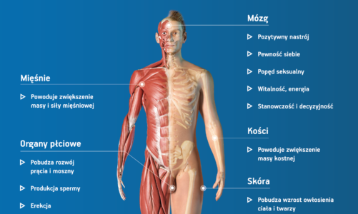 Ponad ¼ Polaków nie wie, jakie funkcje pełni testosteron